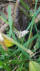 Triptiloides laeta
