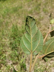 Ficus sycomorus