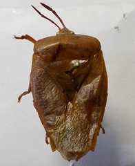 Tessaratoma