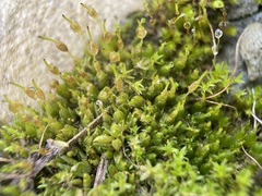 Funaria hygrometrica