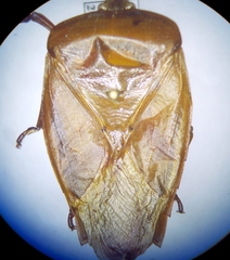 Tessaratoma