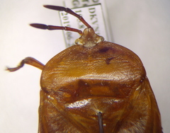 Tessaratoma