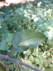 Ficus sycomorus