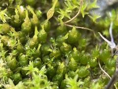 Funaria hygrometrica