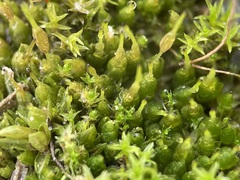 Funaria hygrometrica