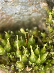 Funaria hygrometrica