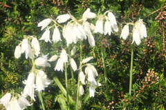Hyacinthoides hispanica