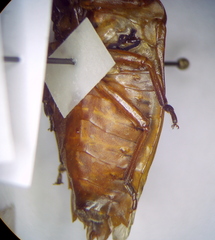 Tessaratoma