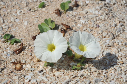beach morning-glory