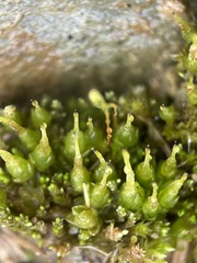 Funaria hygrometrica