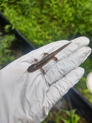 Ambystoma jeffersonianum