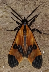 Dycladia