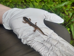 Ambystoma jeffersonianum