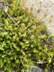 Funaria hygrometrica