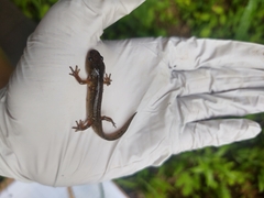 Ambystoma jeffersonianum