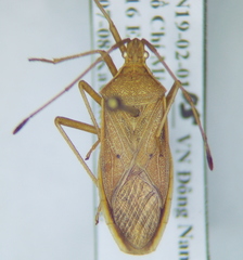 Homoeocerus