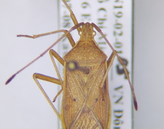 Homoeocerus