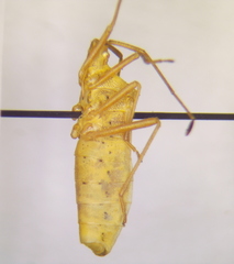 Homoeocerus