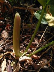 Arum concinnatum