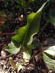 Arum concinnatum