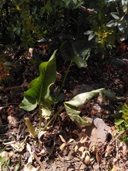 Arum concinnatum