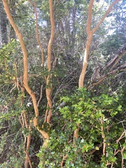 Luma apiculata