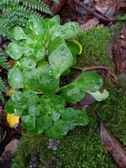 Aichryson divaricatum