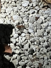 Eleutherodactylus flavescens