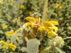 Phlomis lanata
