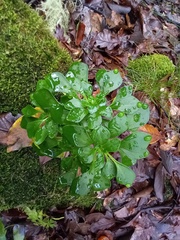 Aichryson divaricatum