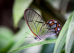 Pseudohaetera hypaesia