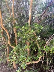 Luma apiculata