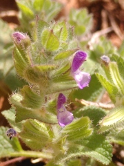 Salvia viridis