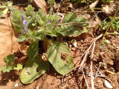 Salvia viridis