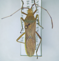 Homoeocerus