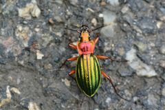 Carabus auronitens