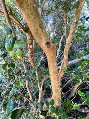 Luma apiculata