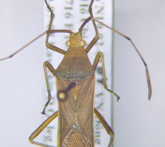 Homoeocerus