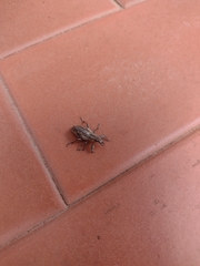 Naupactus xanthographus