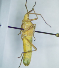 Homoeocerus