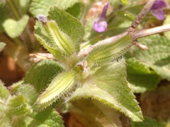 Salvia viridis