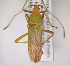 Homoeocerus
