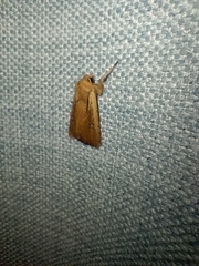 Ichneutica atristriga