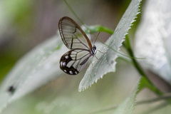 Pseudohaetera hypaesia