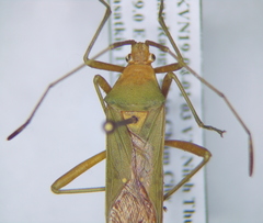 Homoeocerus