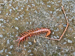 Scolopendra dehaani