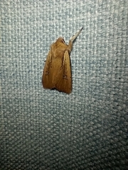 Ichneutica atristriga