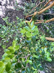 Luma apiculata