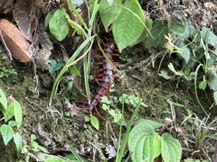 Scolopendra dehaani