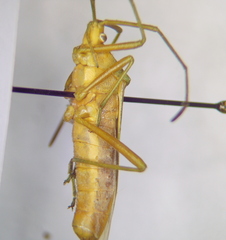 Homoeocerus